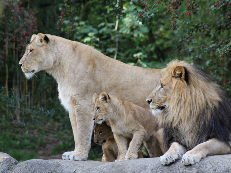 FAMILIA LEÃO II