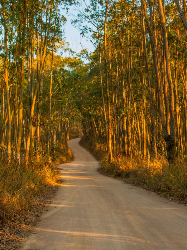 CAMINHO EUCALIPTOS