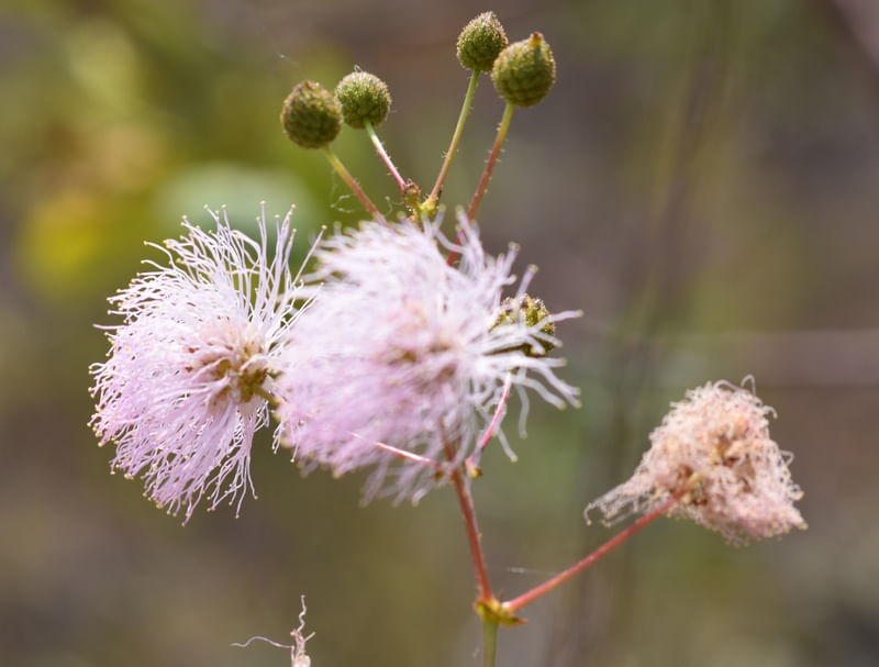 FLOR LILÁS CV 1