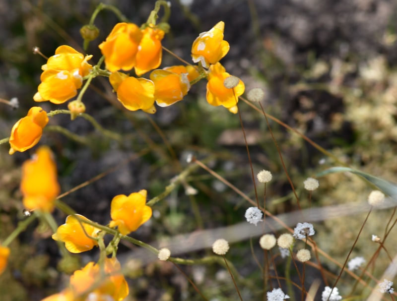 FLORES AMARELAS CV 1