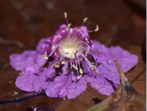 FLOR LILÁS CV 2