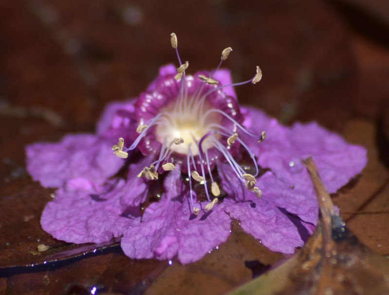 FLOR LILÁS CV 2