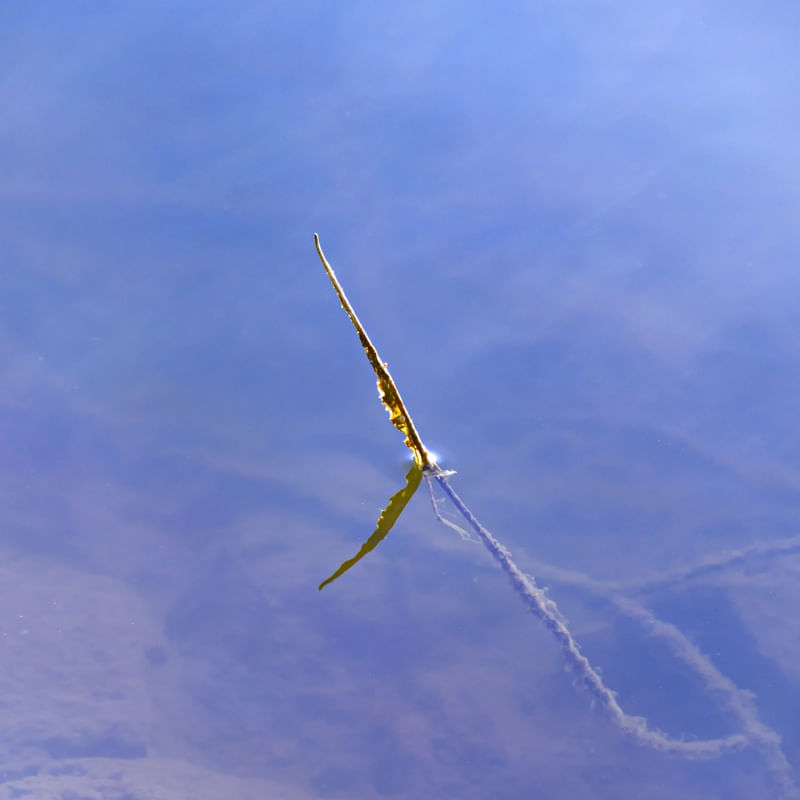 MACRO SEA LIFE