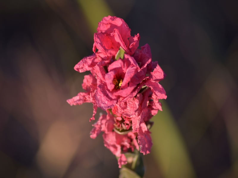FLOR VERMELHA CV1