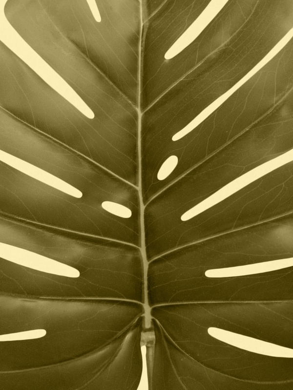 THE PLANTS #02