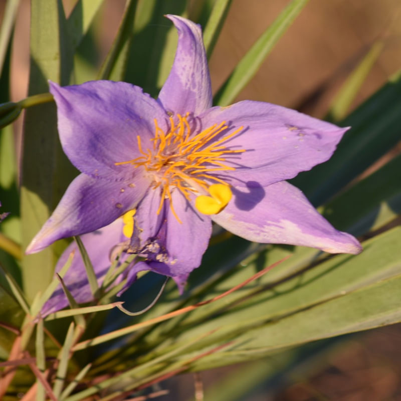 FLOR LILÁS CV 4