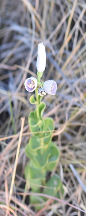 FLOR BRANCA CV 1