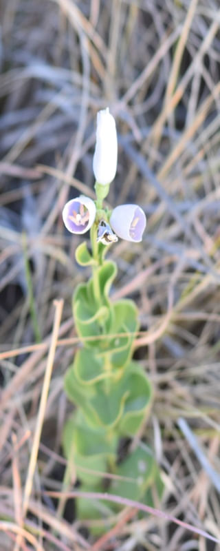 FLOR BRANCA CV 1