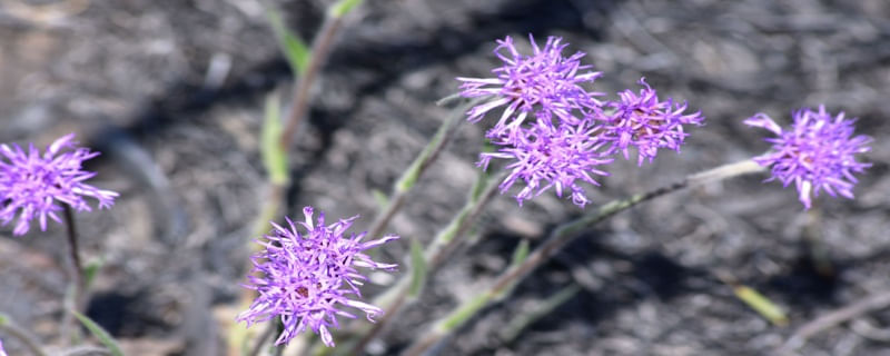 FLORES ROXAS CV 5