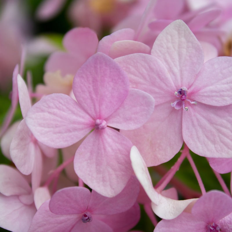 DETALHE HORTÊNSIA ROSA