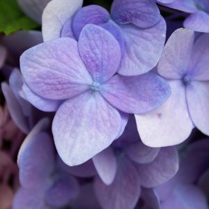 DETALHE HORTÊNSIA ROXA