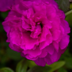 DETALHE ONZE HORAS ROSA