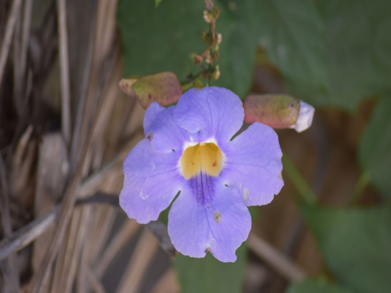 FLOR AZUL CV 1