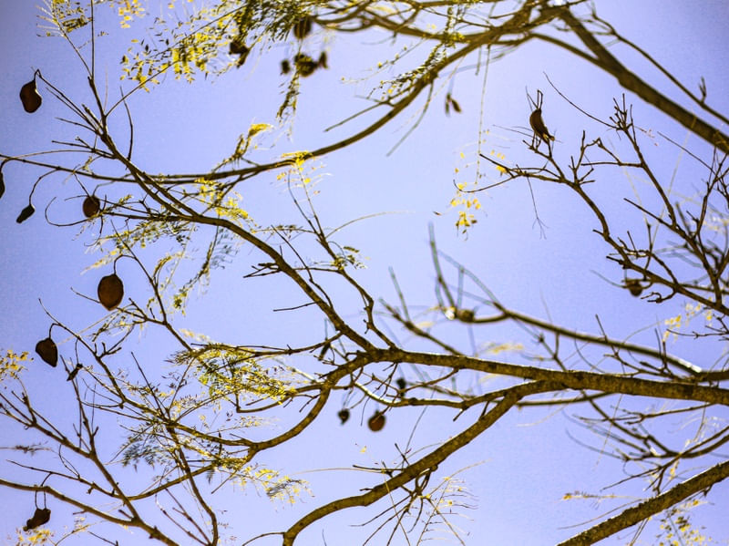 VEIAS DO CÉU