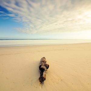 O MAR - O TRONCO - A PAZ