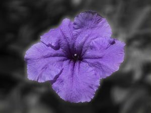 FLOR DE ALEGRIA