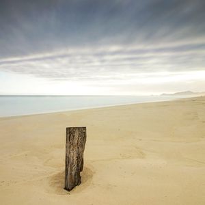 O TRONCO QUE HABITA A PRAIA DESERTA - 2