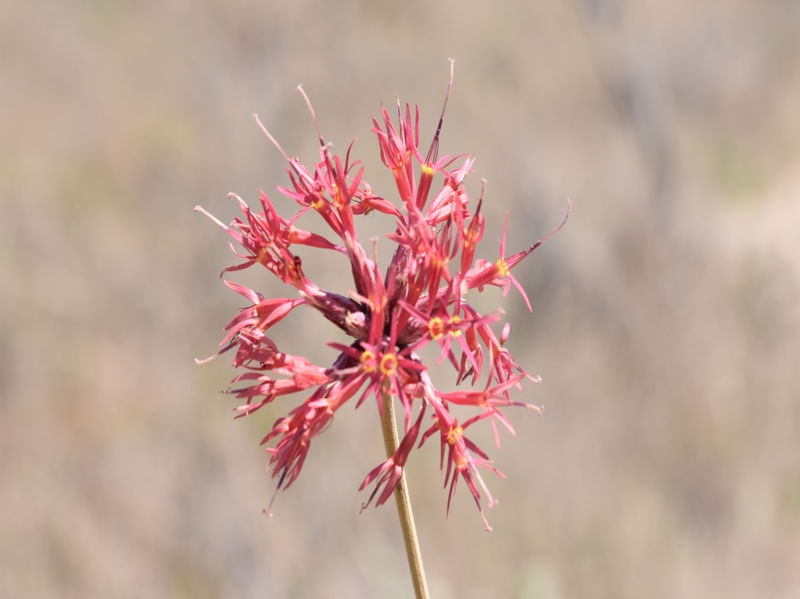FLOR VERMELHA CV2