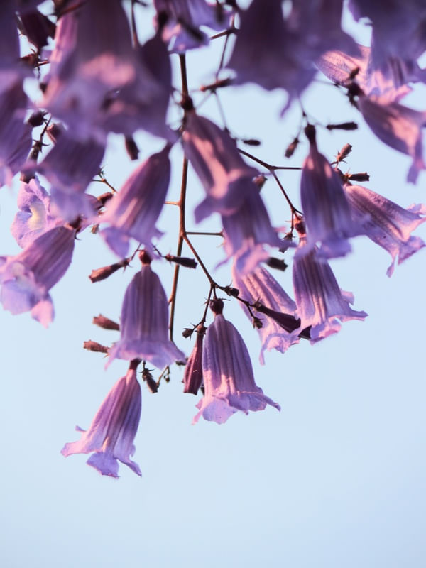 FLORES DE JACARANDÁ