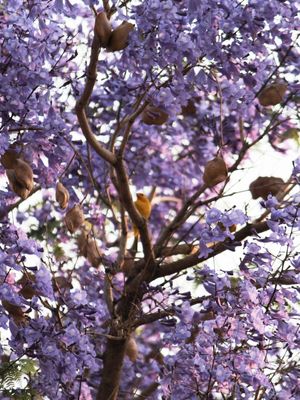 ÁRVORE DE JACARANDÁ