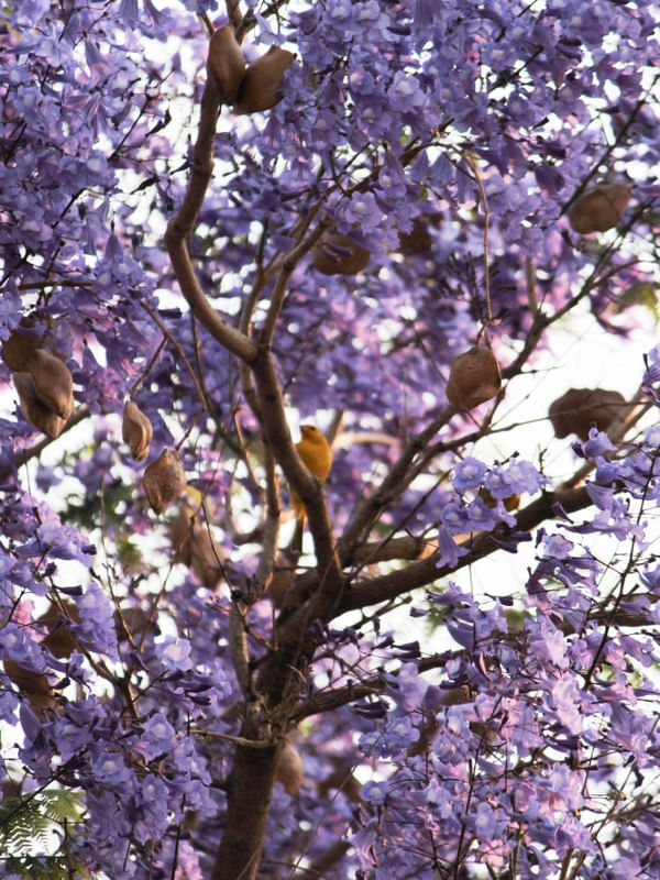 ÁRVORE DE JACARANDÁ