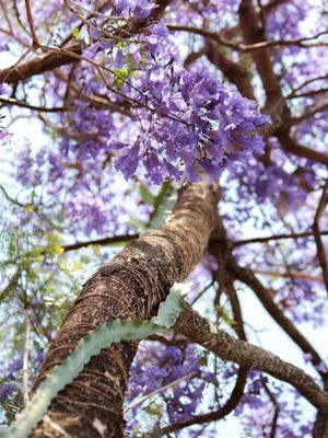 JACARANDÁ E PITAIA