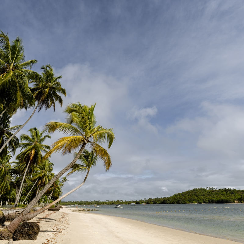 TAMANDARÉ TROPICAL