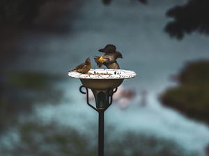 EXIBIÇÃO DA NATUREZA I