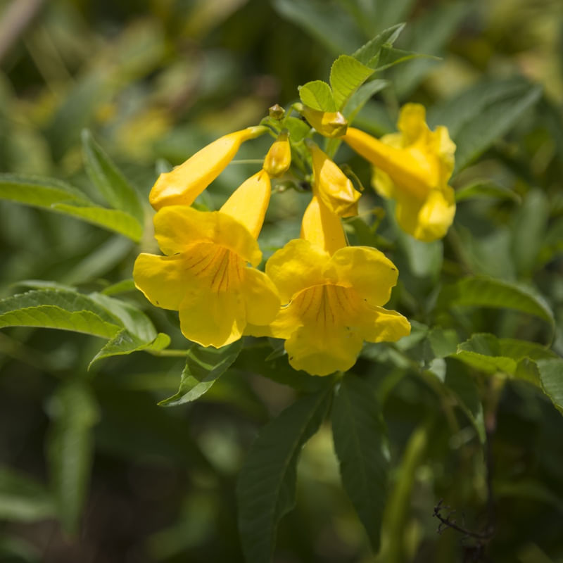 ALAMANDA AMARELA