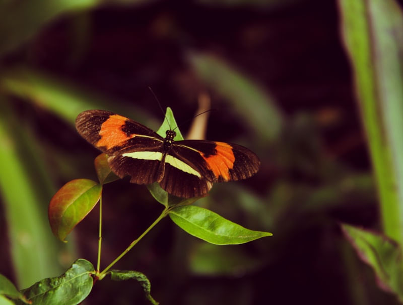 A BORBOLETA NA FOLHA
