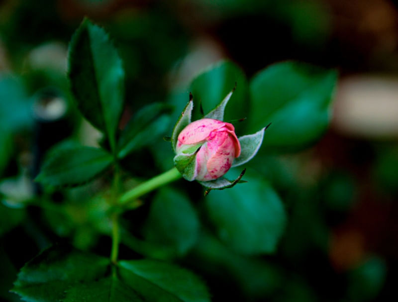 O BOTÃO DA ROSA