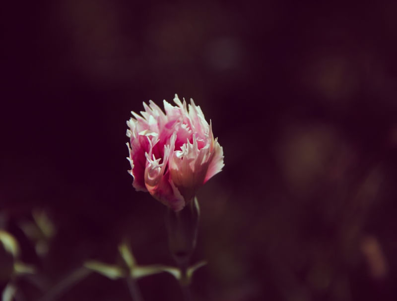 FLOR CRAVINA