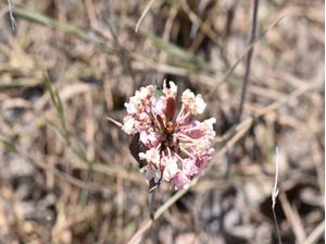FLOR LILÁS CV 5