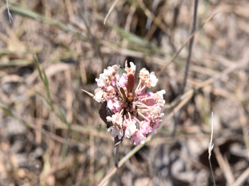 FLOR LILÁS CV 5