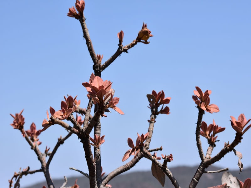GALHOS FLORES VERMELHAS CV 1