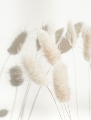 BUNNY TAIL GRASS