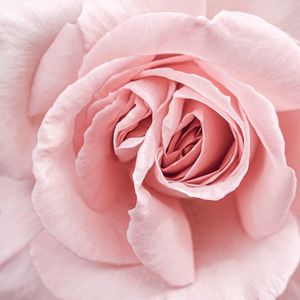SOFT PINK ROSE
