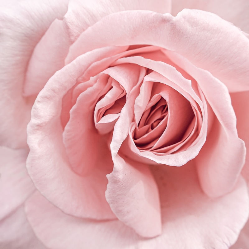 SOFT PINK ROSE