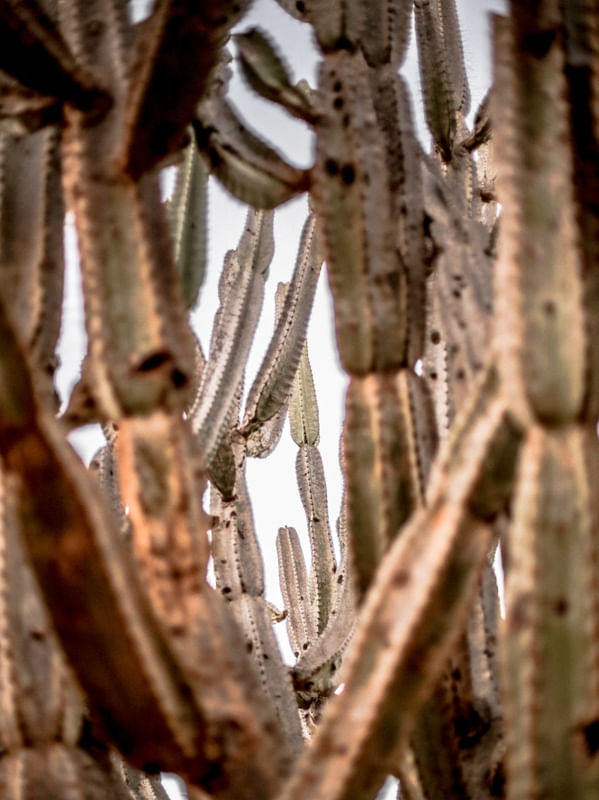 CACTOS UNIDOS
