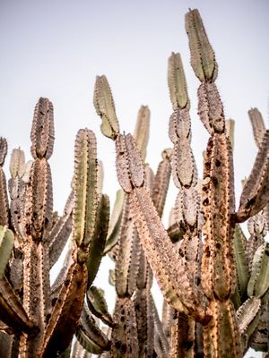 CACTOS UNIDOS 02