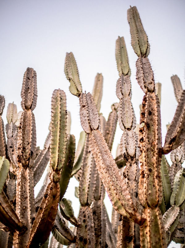 CACTOS UNIDOS 02