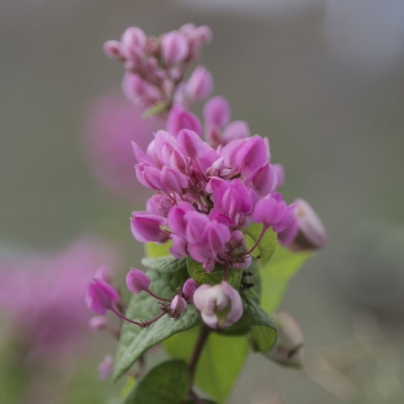 ANTIGONON LEPTOPUS