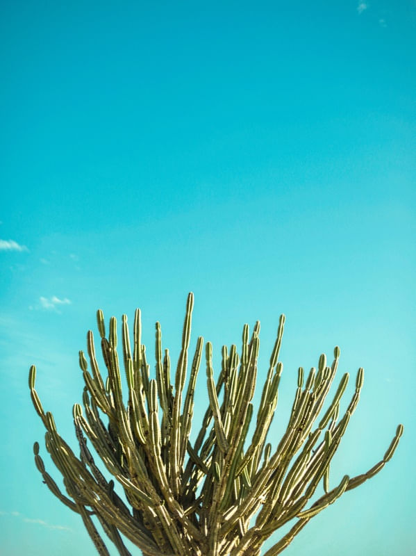CACTO SOLITÁRIO
