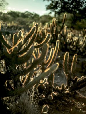 CACTUS EM GALERA