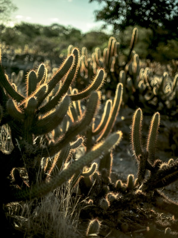 CACTUS EM GALERA