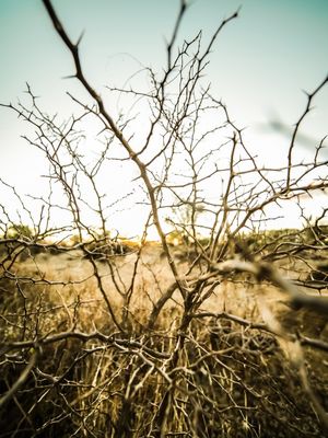 ESPINHOS DA CAATINGA