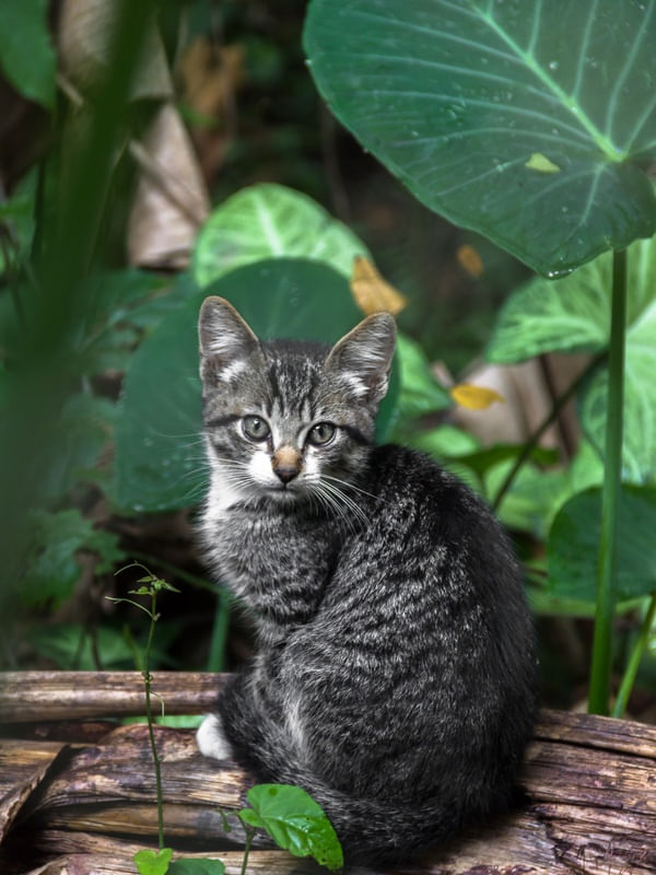 GATO NA TAIOBA.