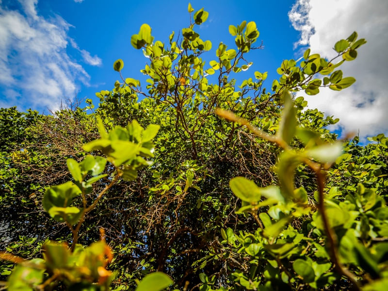 CERRADO VERDE