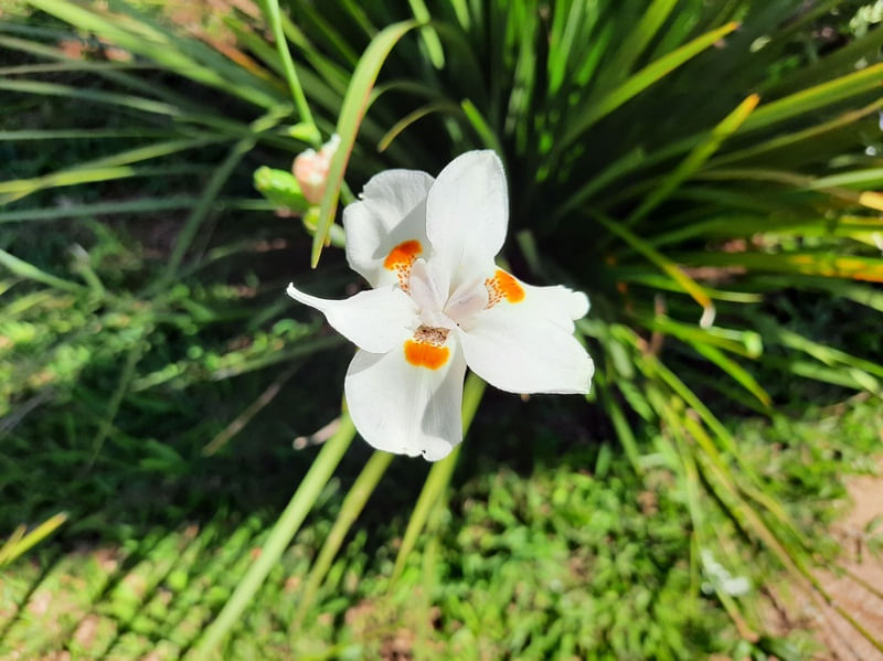 FLOR BRANCA 1 BSB