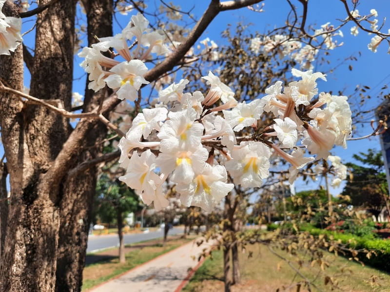 IPÊ BRANCO 2 BSB